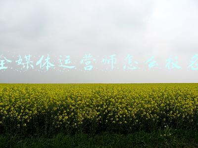 全媒体运营师怎么报名