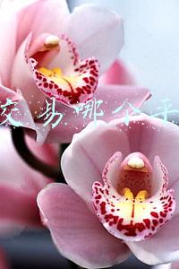 网店交易哪个平台好