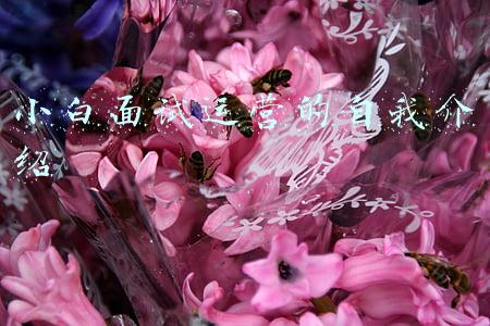 小白面试运营的自我介绍