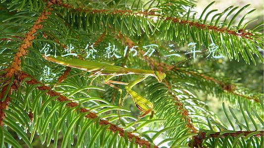 创业贷款15万三年免息