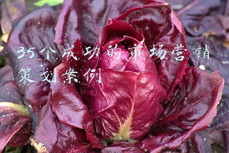 35个成功的市场营销策划案例