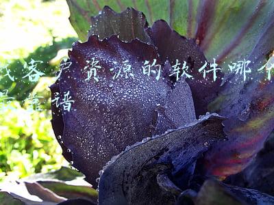 找客户资源的软件哪个最靠谱