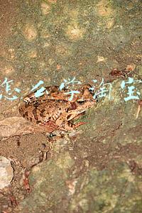 新手怎么学淘宝运营