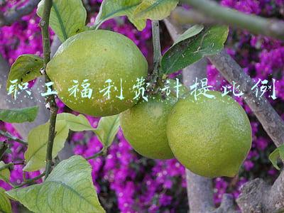 职工福利费计提比例
