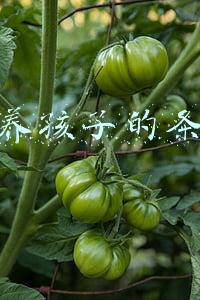 领养孩子的条件