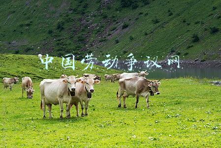 劳动争议在线咨询(疫情引发劳动纠纷？打12348)