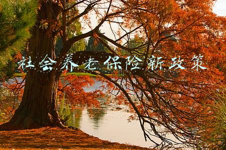 社会养老保险新政策