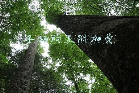 车辆购置附加费证明丢了怎么办(留学生购买免税汽车需要这样办)