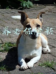 社会养老保险新政策