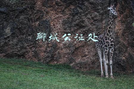 聊城公证处电话多少(有关继承公证，您想知道的都在这里)
