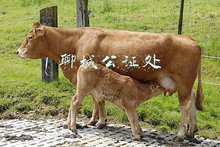 聊城公证处