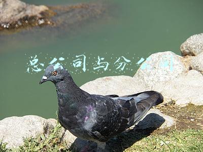 总公司与分公司