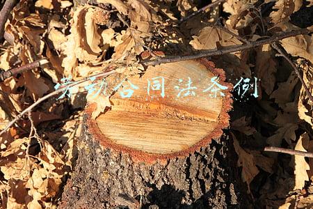 劳动合同法条例
