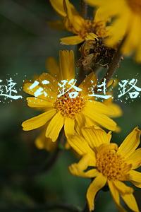 高速公路过路费