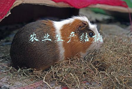 农村产业结构就是农业生产结构(当前东北地区农业发展亟待解决的问题)