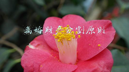 离婚财产分割原则