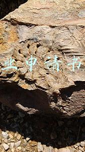 转专业申请书简短版(转专业申请表)