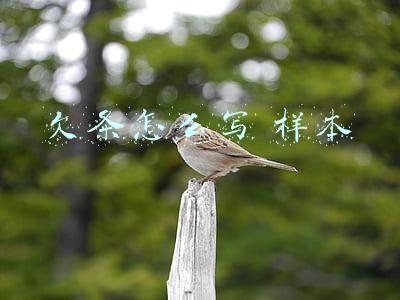 欠条怎么写 样本