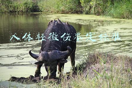 人体轻微伤鉴定标准