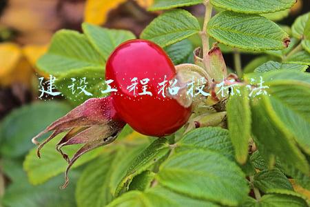 建设工程招投标法的概念(什么是招投标？)