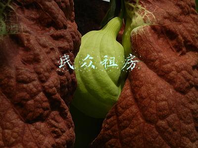 民众租房