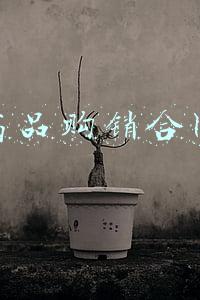药品购销合同