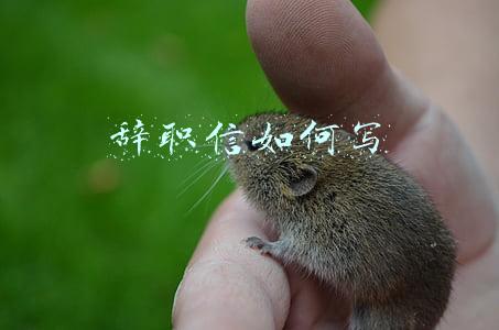 辞职信如何写对自己有利(辞职信怎么写？参考这个模板，既优雅体面，又能规避法律风险)