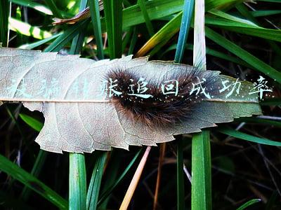 被骗转账追回成功率