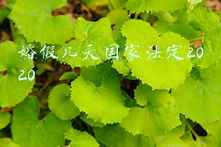 婚假几天国家法定2020新疆(新疆增加婚假20天 女方增加产假60天 男方护理假20天)