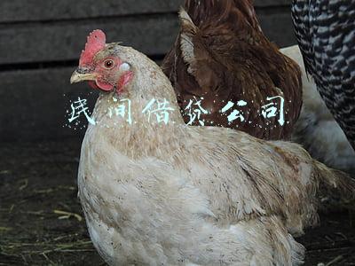 民间借贷公司