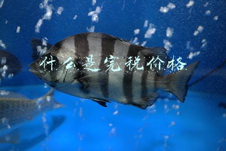 什么是完税价格