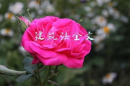 建筑法全文