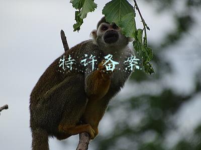 特许备案