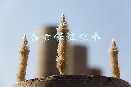养老保险继承