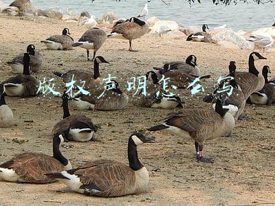 版权所有声明怎么写(六五环境日｜“保护蓝天碧水绿地 共建清洁美丽家园”倡议书)