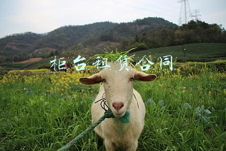 柜台租赁合同