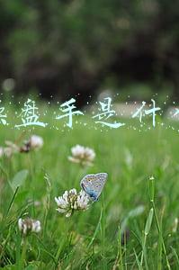 操盘手是什么