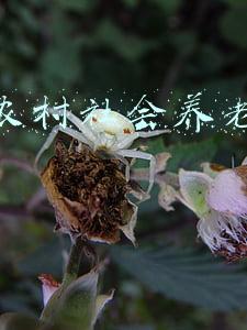 新型农村社会养老保险制度