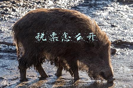 税票怎么开