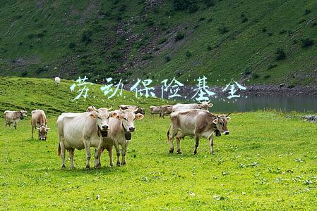 劳动保险基金