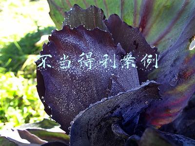 不当得利案例