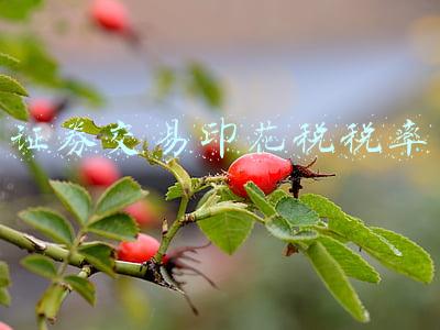 证券交易印花税税率