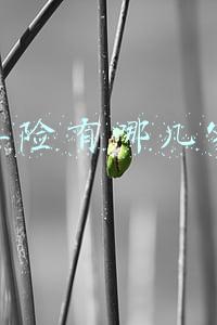 车险有哪几家