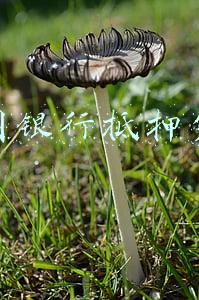 中国银行抵押贷款条件(房子抵押贷款需要什么条件)