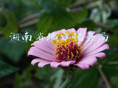 湖南省地方税务局