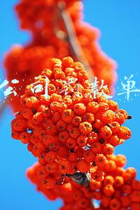公司罚款单