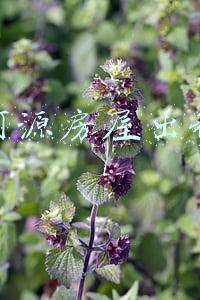 河源房屋出租