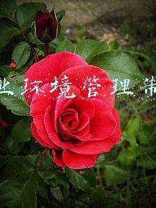 企业环境管理制度主要内容(非煤矿山环境保护管理制度)