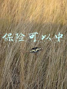 养老保险可以中断吗?中断养老保险会有影响吗(养老保险中途断缴，会影响到以后的退休金，是真的吗？答案来了)