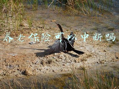 灵活就业养老保险可以中断吗(灵活就业人员今年暂缓缴纳企业职工基本养老保险，缴费年限会不会中断计算？)